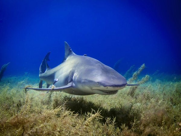 Où trouver les meilleurs spots pour la plongée avec les requins-marteaux aux îles Galápagos : conseils pratiques ?